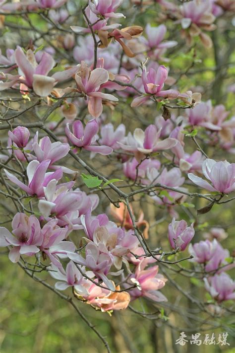 玉堂 春花 風水